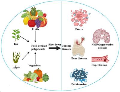 Editorial: Food-derived polyphenols: functional regulation in chronic diseases